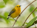 Prothonotary Warbler - 1268 The Trace, Dover US-TN 36.55396, -87.90181, Stewart, Tennessee, 4/17/2025