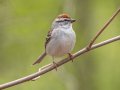Chipping Sparrow - Barkley WMA, Stewart, Tennessee, 4/11/2025