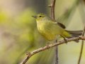 Orange-crowned Warbler - Gatling Point Rec Area (36.5575,-87.9038), Stewart, Tennessee, 4/11/2025