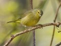 Orange-crowned Warbler - Gatling Point Rec Area (36.5575,-87.9038), Stewart, Tennessee, 4/11/2025