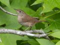 Northern House Wren - Gatling Point Rec Area (36.5575,-87.9038), Stewart, Tennessee, 5/8/2025