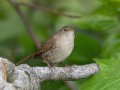 Northern House Wren - Gatling Point Rec Area (36.5575,-87.9038), Stewart, Tennessee, 5/8/2025