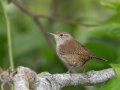 Northern House Wren - Gatling Point Rec Area (36.5575,-87.9038), Stewart, Tennessee, 5/8/2025