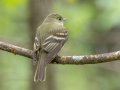 Acadian Flycatcher - Gatling Point Rec Area (36.5575,-87.9038), Stewart, Tennessee, 5/4/2025