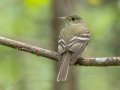 Acadian Flycatcher - Gatling Point Rec Area (36.5575,-87.9038), Stewart, Tennessee, 5/4/2025