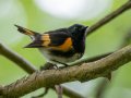 American Redstart - Gatling Point Rec Area (36.5575,-87.9038), Stewart, Tennessee, 5/4/2025