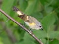 American Redstart - Gatling Point Rec Area (36.5575,-87.9038), Stewart, Tennessee, 5/4/2025