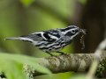 Black-and-white Warbler - Gatling Point Rec Area (36.5575,-87.9038), Stewart, Tennessee, 5/4/2025