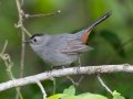 Gray Catbird- Gatling Point Rec Area (36.5575,-87.9038), Stewart, Tennessee, 5/4/2025