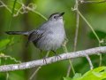 Gray Catbird- Gatling Point Rec Area (36.5575,-87.9038), Stewart, Tennessee, 5/4/2025