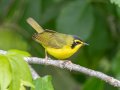 Kentucky Warbler- Gatling Point Rec Area (36.5575,-87.9038), Stewart, Tennessee, 5/4/2025