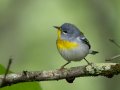 Northern Parula - Gatling Point Rec Area (36.5575,-87.9038), Stewart, Tennessee, 5/4/2025