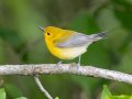 Prothonotary Warbler - Gatling Point Rec Area (36.5575,-87.9038), Stewart, Tennessee, 5/4/2025
