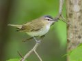 Red-eyed Vireo - Gatling Point Rec Area (36.5575,-87.9038), Stewart, Tennessee, 5/4/2025
