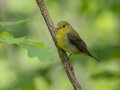 Scarlet Tanager - Gatling Point Rec Area (36.5575,-87.9038), Stewart, Tennessee, 5/4/2025