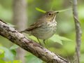 Swainson's Thrush - Gatling Point Rec Area (36.5575,-87.9038), Stewart, Tennessee, 5/4/2025