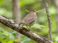 Swainson's Thrush - Gatling Point Rec Area (36.5575,-87.9038), Stewart, Tennessee, 5/4/2025