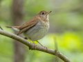Veery - Gatling Point Rec Area (36.5575,-87.9038), Stewart, Tennessee, 5/4/2025