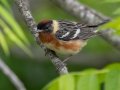 Bay-breasted Warbler - Barkley WMA, Stewart, Tennessee, 5/5/2025