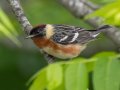 Bay-breasted Warbler - Barkley WMA, Stewart, Tennessee, 5/5/2025