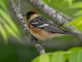 Bay-breasted Warbler - Barkley WMA, Stewart, Tennessee, 5/5/2025