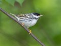 Blackpoll Warbler - Barkley WMA, Stewart, Tennessee, 5/5/2025