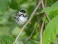 Blackpoll Warbler - Barkley WMA, Stewart, Tennessee, 5/5/2025