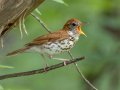 Wood Thrush - Gatlin Point Recreation Area Campground, Stewart, Tennessee, 5/28/2025
