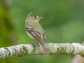 Acadian Flycatcher - Gatlin Point Recreation Area Campground, Stewart, Tennessee, 5/28/2025