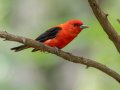 Scarlet Tanager - Gatlin Point Recreation Area Campground, Stewart, Tennessee, 5/28/2025