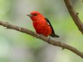 Scarlet Tanager - Gatlin Point Recreation Area Campground, Stewart, Tennessee, 5/28/2025