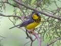 Canada Warbler - Gatlin Point Recreation Area Campground, Stewart, Tennessee, 5/28/2025