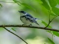 Cerulean Warbler - Gatlin Point Recreation Area Campground, Stewart, Tennessee, 5/31/2025
