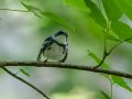 Cerulean Warbler - Gatlin Point Recreation Area Campground, Stewart, Tennessee, 5/31/2025
