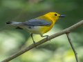 Prothonotary Warbler - Gatlin Point Recreation Area Campground, Stewart, Tennessee, 5/31/2025