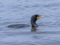 Double-crested Cormorant - Gatlin Point Recreation Area Campground, Stewart, Tennessee, 5/31/2025