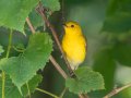 Prothonotary Warbler - US-TN-Dover-501-565 River Rd, Stewart, Tennessee, 6/11/2025