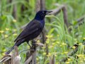 Common Grackle - Cross Creeks NWR, Pool 2 ABC, Stewart, Tennessee, 6/8/2025