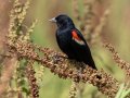 Red-winged Blackbird - Cross Creeks NWR, Pool 2 ABC, Stewart, Tennessee, 6/8/2025