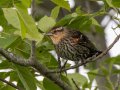 Red-winged Blackbird - Cross Creeks NWR, Pool 2 ABC, Stewart, Tennessee, 6/8/2025