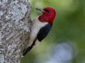 Red-headed Woodpecker - Paris Landing State Park, Buchanan US-TN, Henry, Tennessee, 6/2/2025