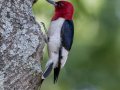 Red-headed Woodpecker - Paris Landing State Park, Buchanan US-TN, Henry, Tennessee, 6/2/2025