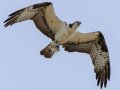 Osprey - Paris Landing State Park, Buchanan US-TN, Henry, Tennessee, 6/2/2025