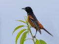 Orchard Oriole - Gatling Point Rec Area, Stewart, Tennessee, 6/14/2025