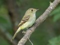 Acadian Flycatcher - Gatling Point Rec Area Campground, Stewart, Tennessee, 6/19/2025