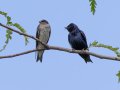 Purple Martins - Gatling Point Rec Area Campground, Stewart, Tennessee, 6/23/2025