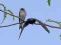 Purple Martins - Gatling Point Rec Area Campground, Stewart, Tennessee, 6/23/2025