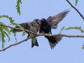 Purple Martins - Gatling Point Rec Area Campground, Stewart, Tennessee, 6/23/2025