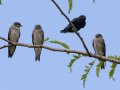 Purple Martins - Gatling Point Rec Area Campground, Stewart, Tennessee, 6/23/2025
