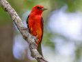 Scarlet Tanager - Gatling Point Rec Area Campground, Stewart, Tennessee, 6/23/2025